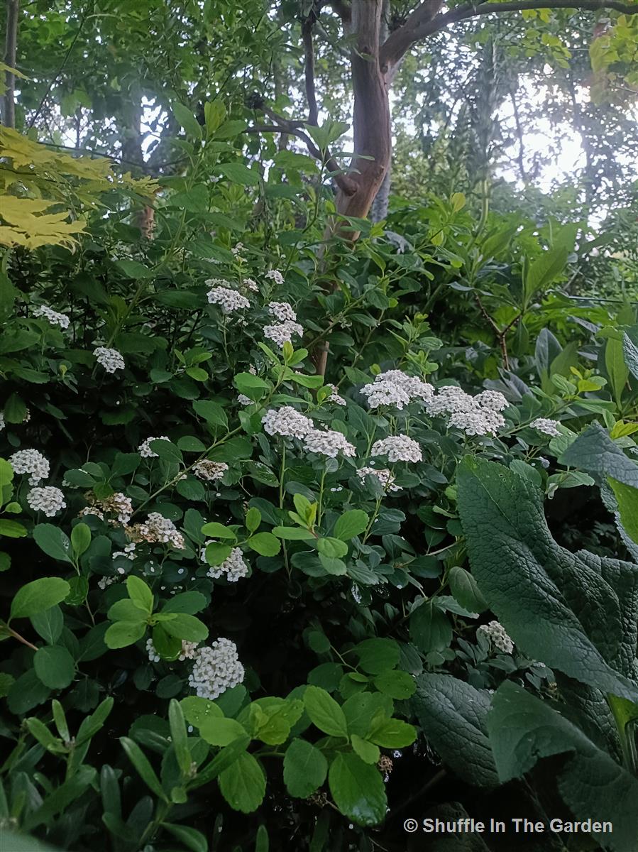 Spiraea betulifolia ‘Tor’