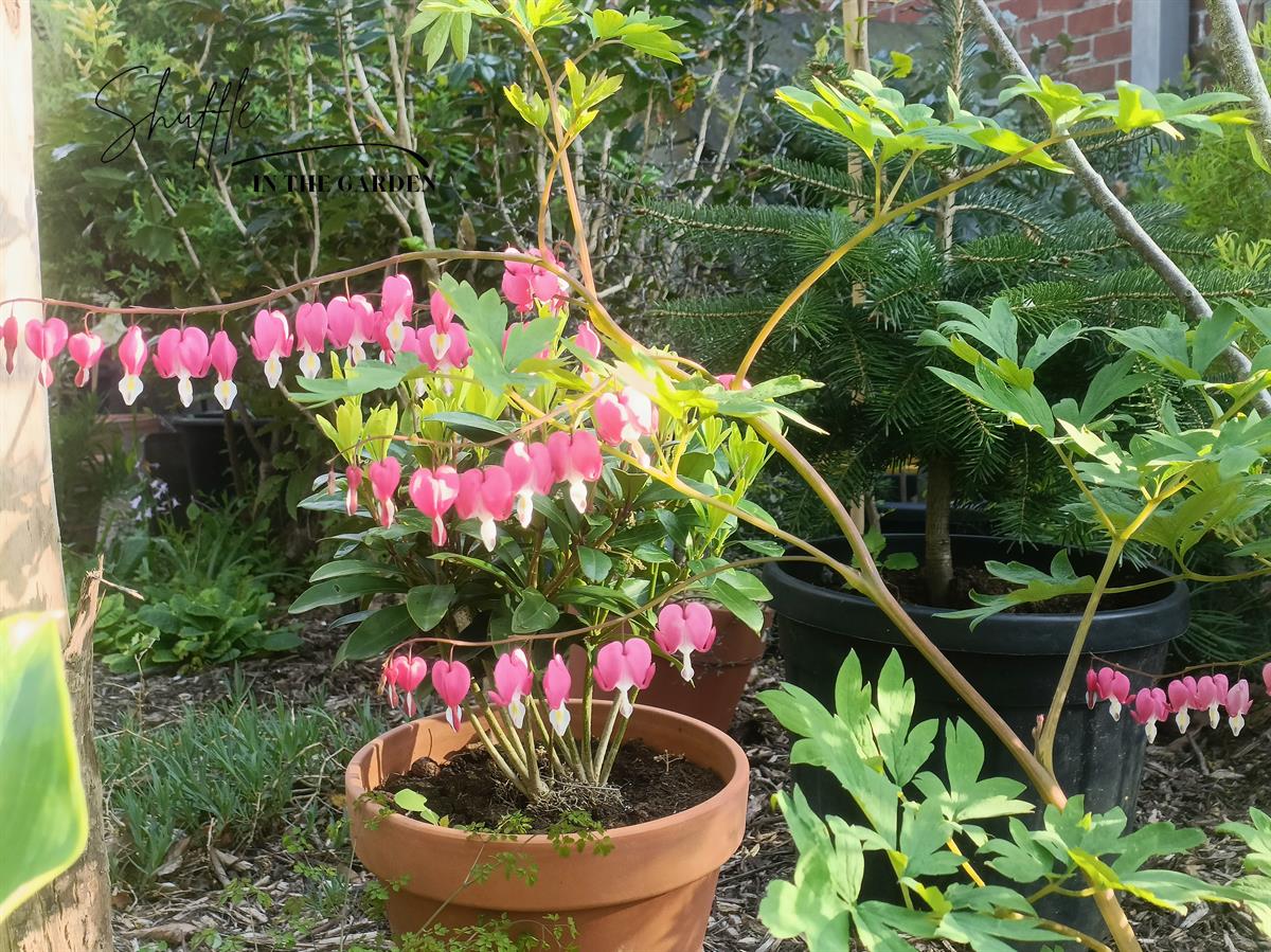 Dicentra spectabilis - gebroken hartje