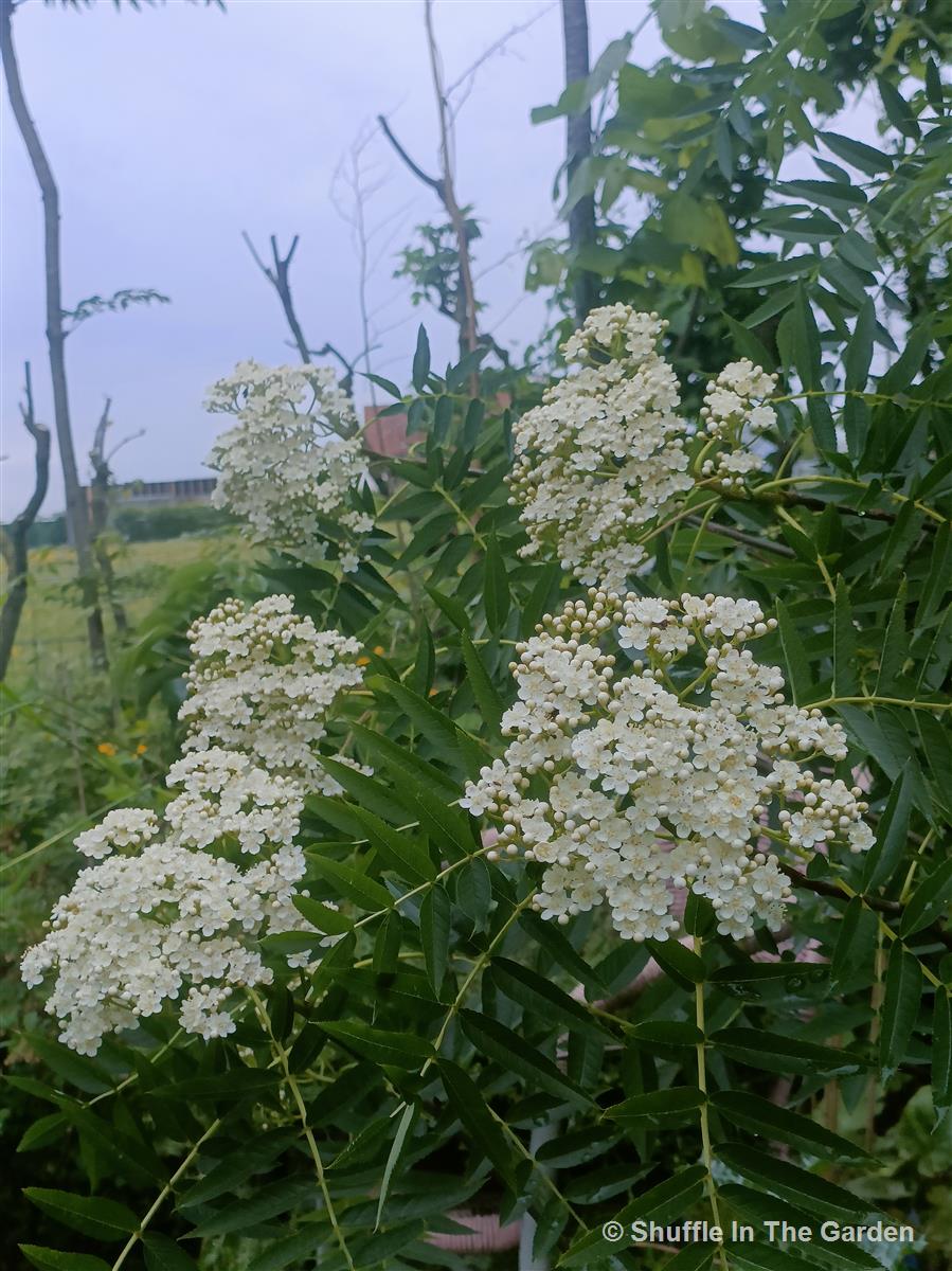 Sierlijsterbes