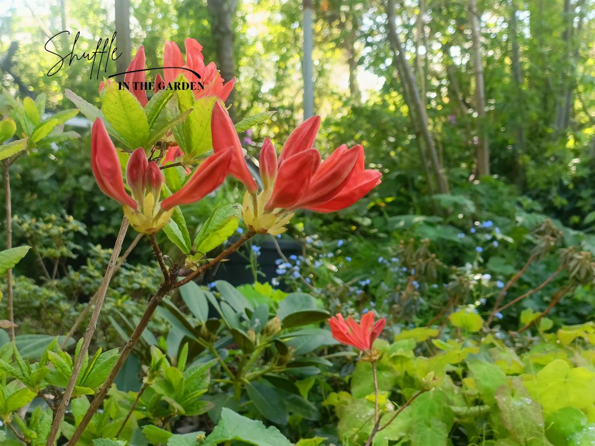 Azalea mollis