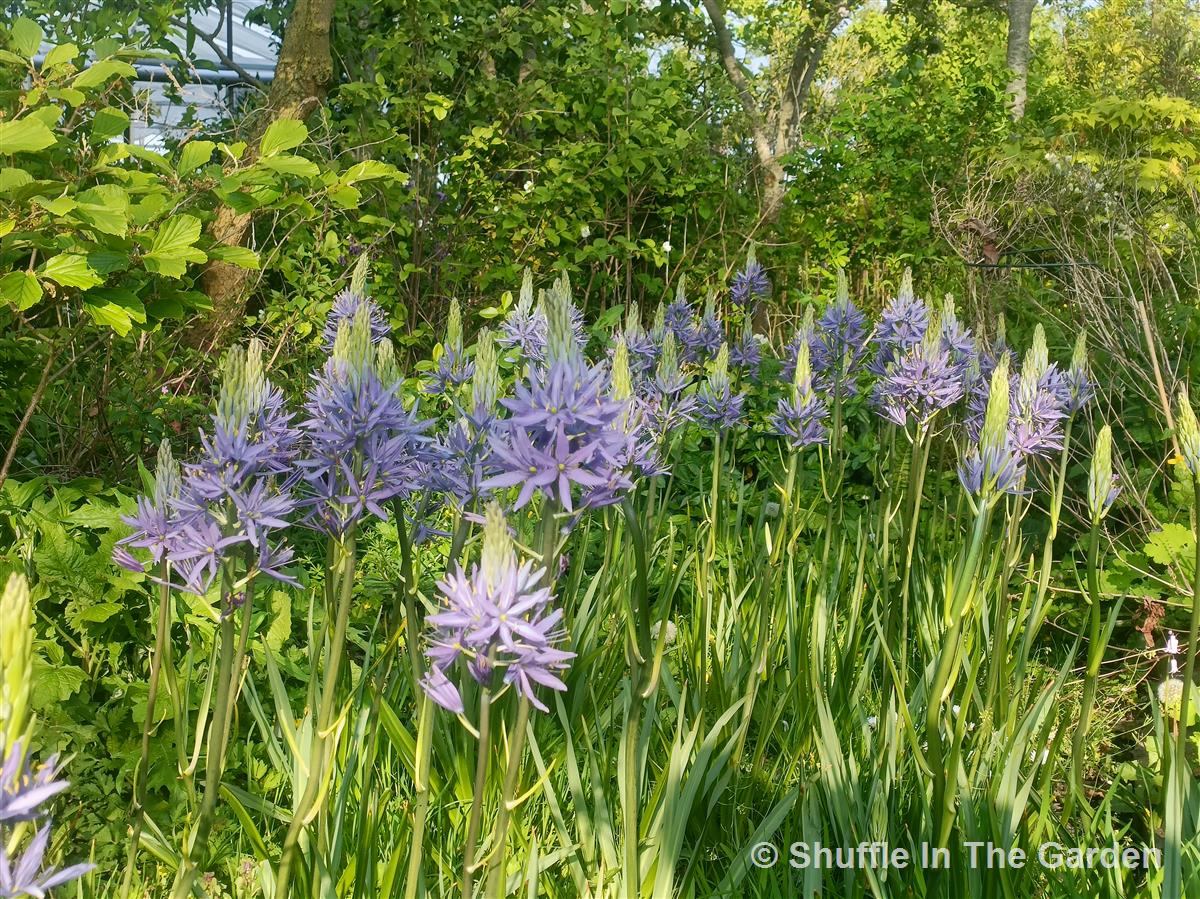 prairielelie (Indianenbloem)