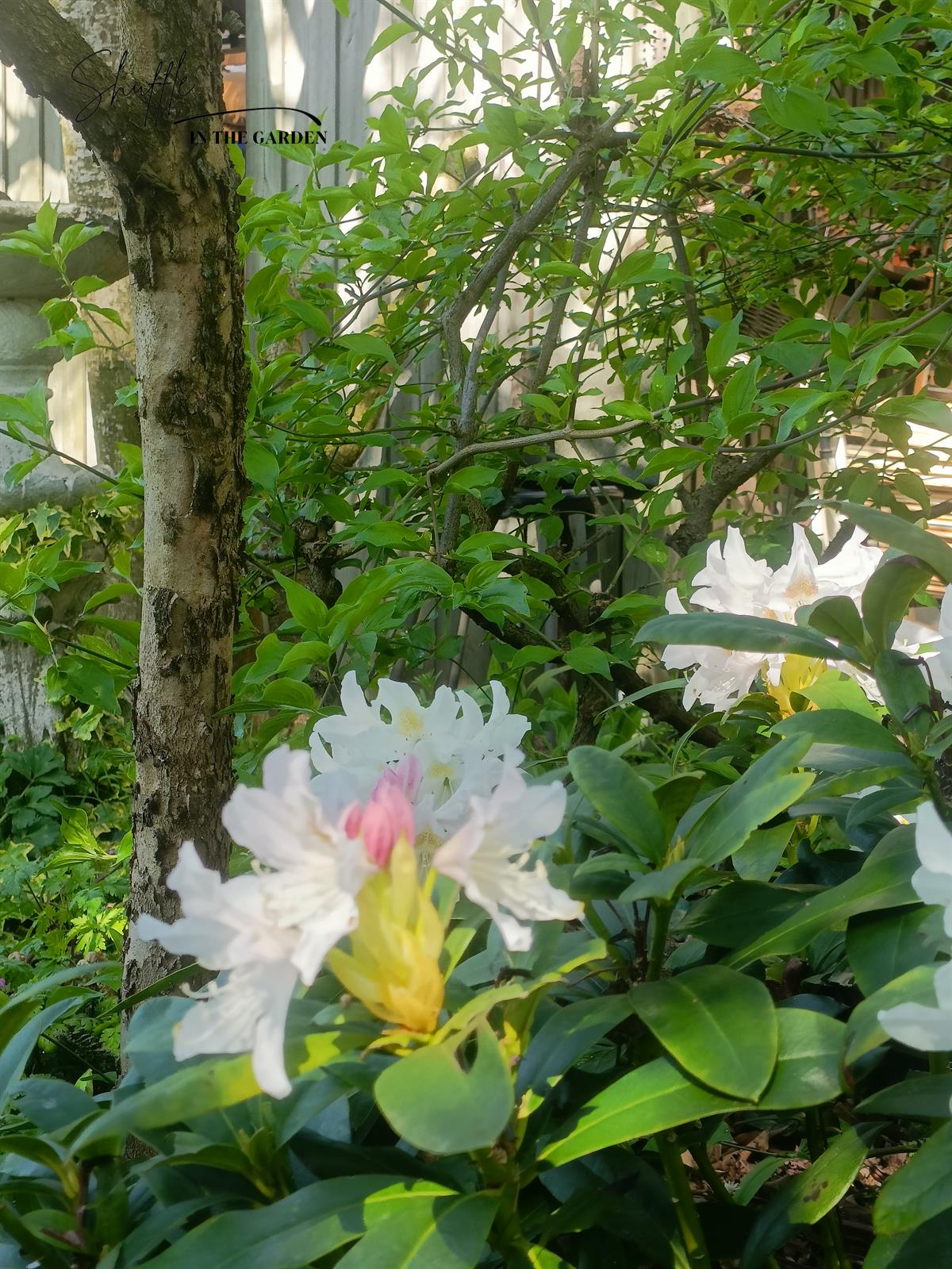 Rhododendron (caucas.) 
