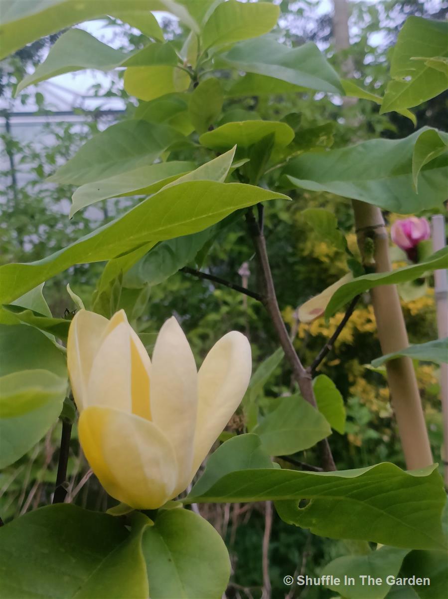Magnolia brookl. 