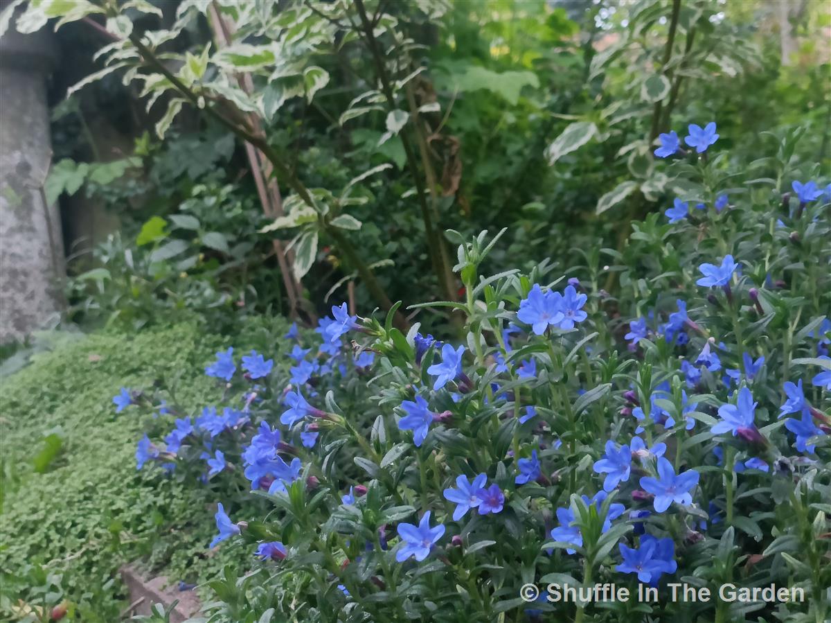 Lithodora diffusa 