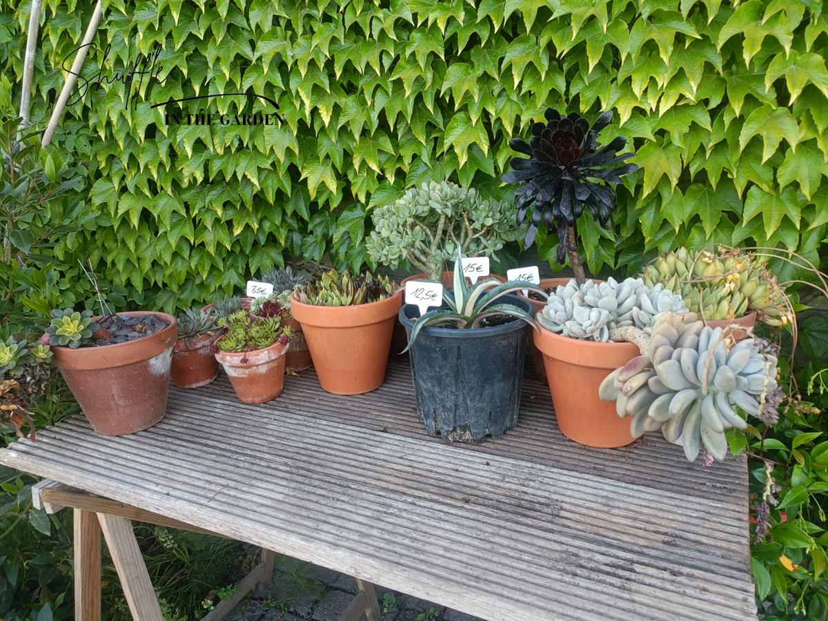 vetplanten klein