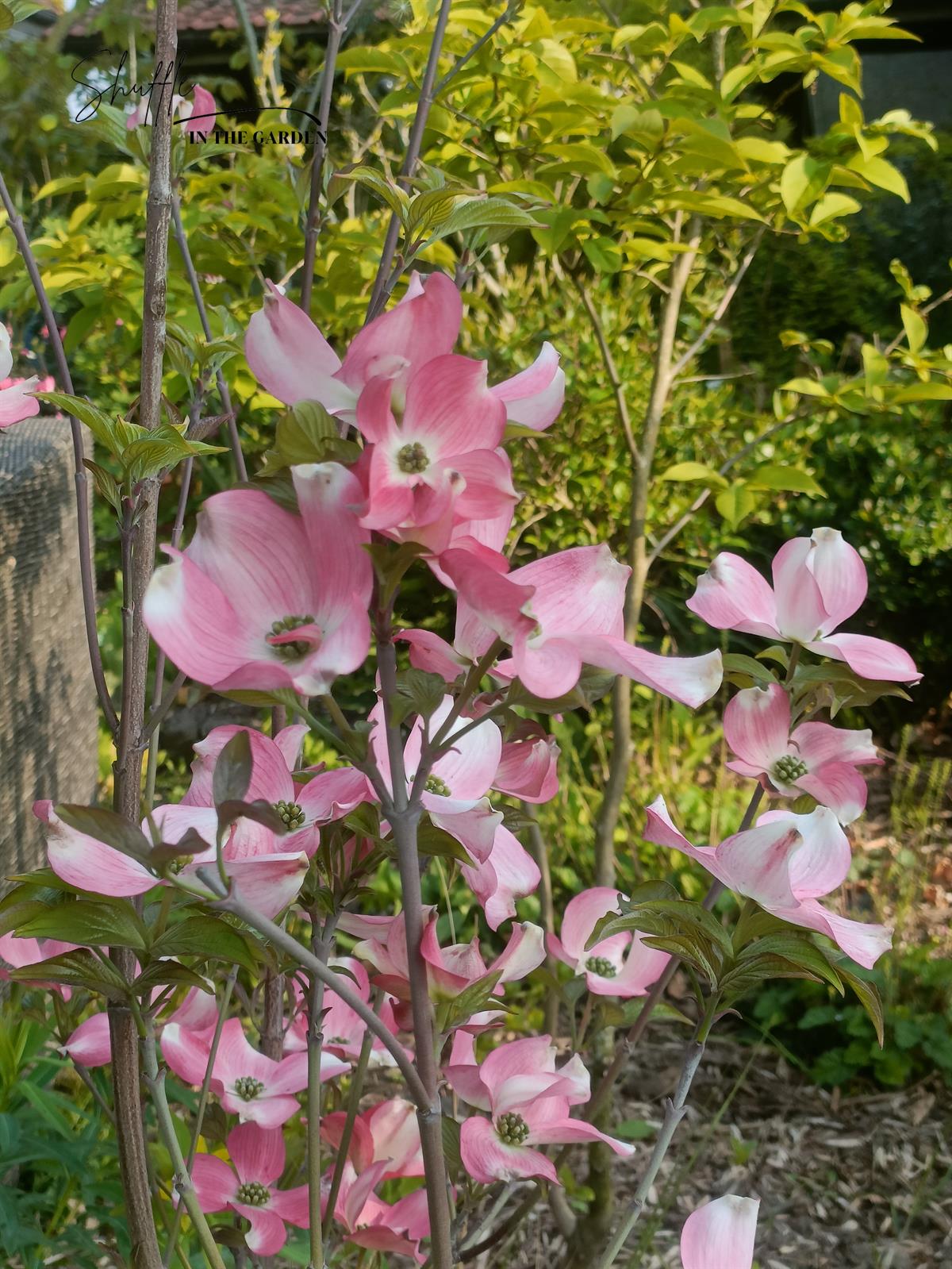 Amerikaanse cornus 