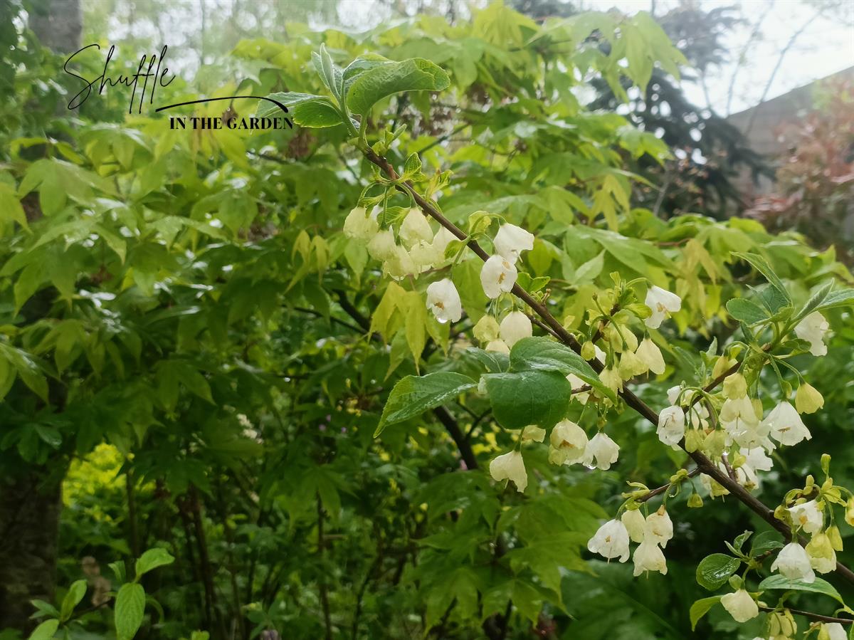 sneeuwklokjesboom