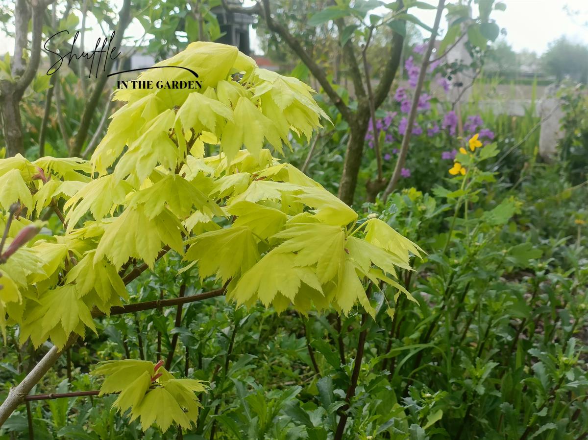 Gele esdoorn